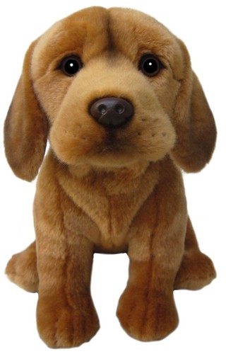 Orsacchiotto ungherese vizsla - orsacchiotto,